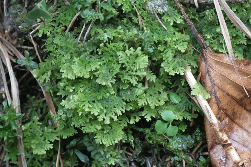 Trichocolea tomentella