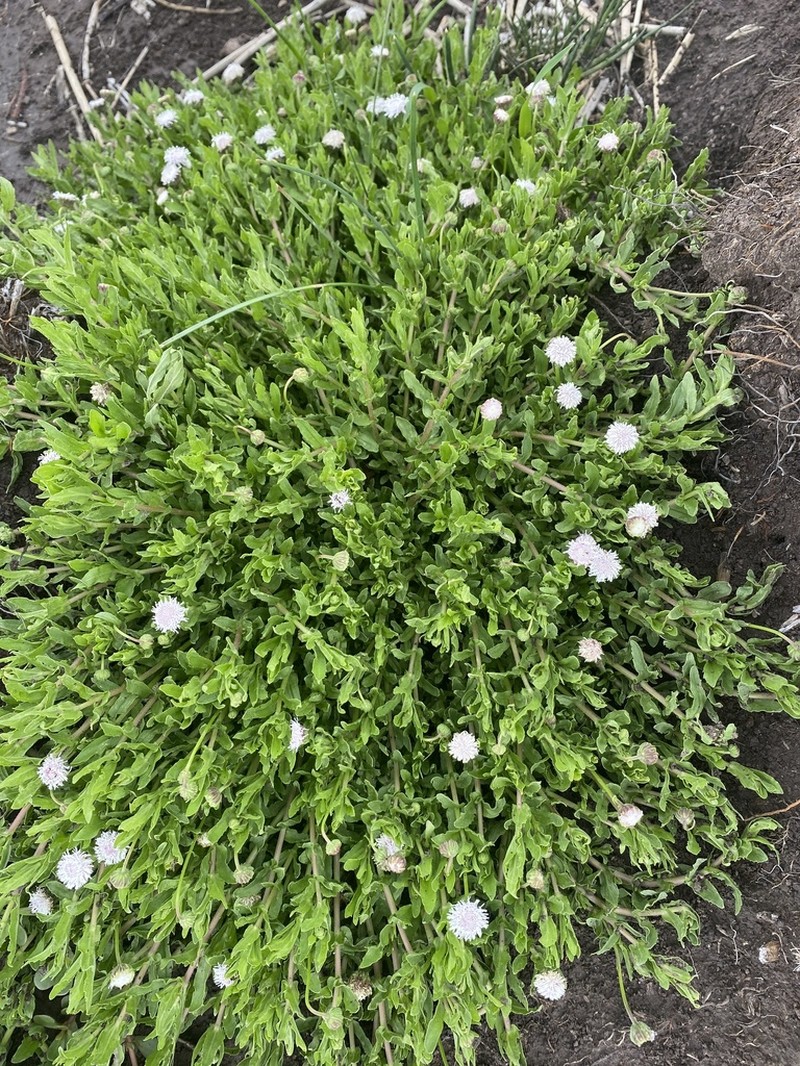 Trichocoronis sessilifolia