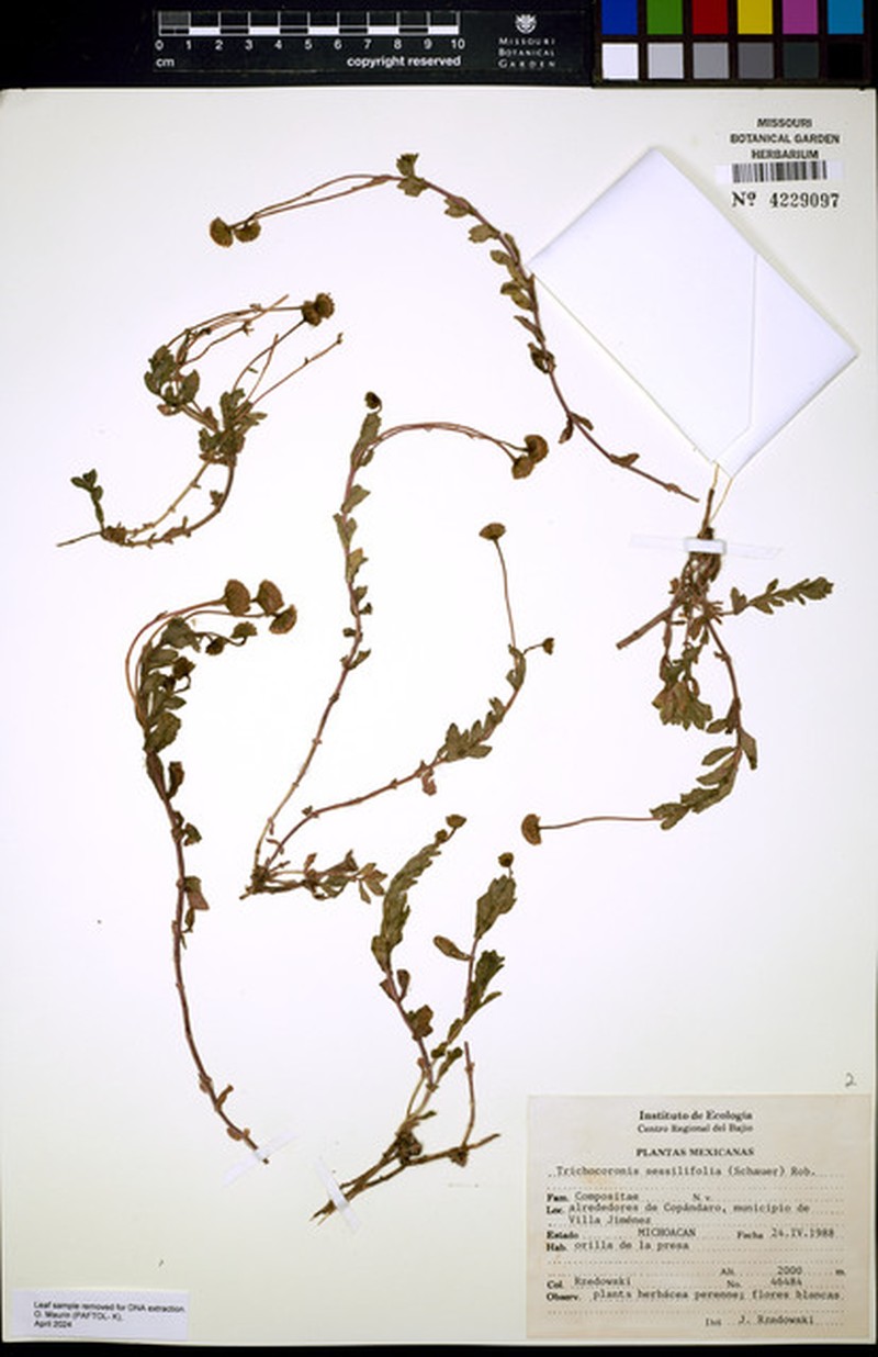 Trichocoronis sessilifolia photo 2