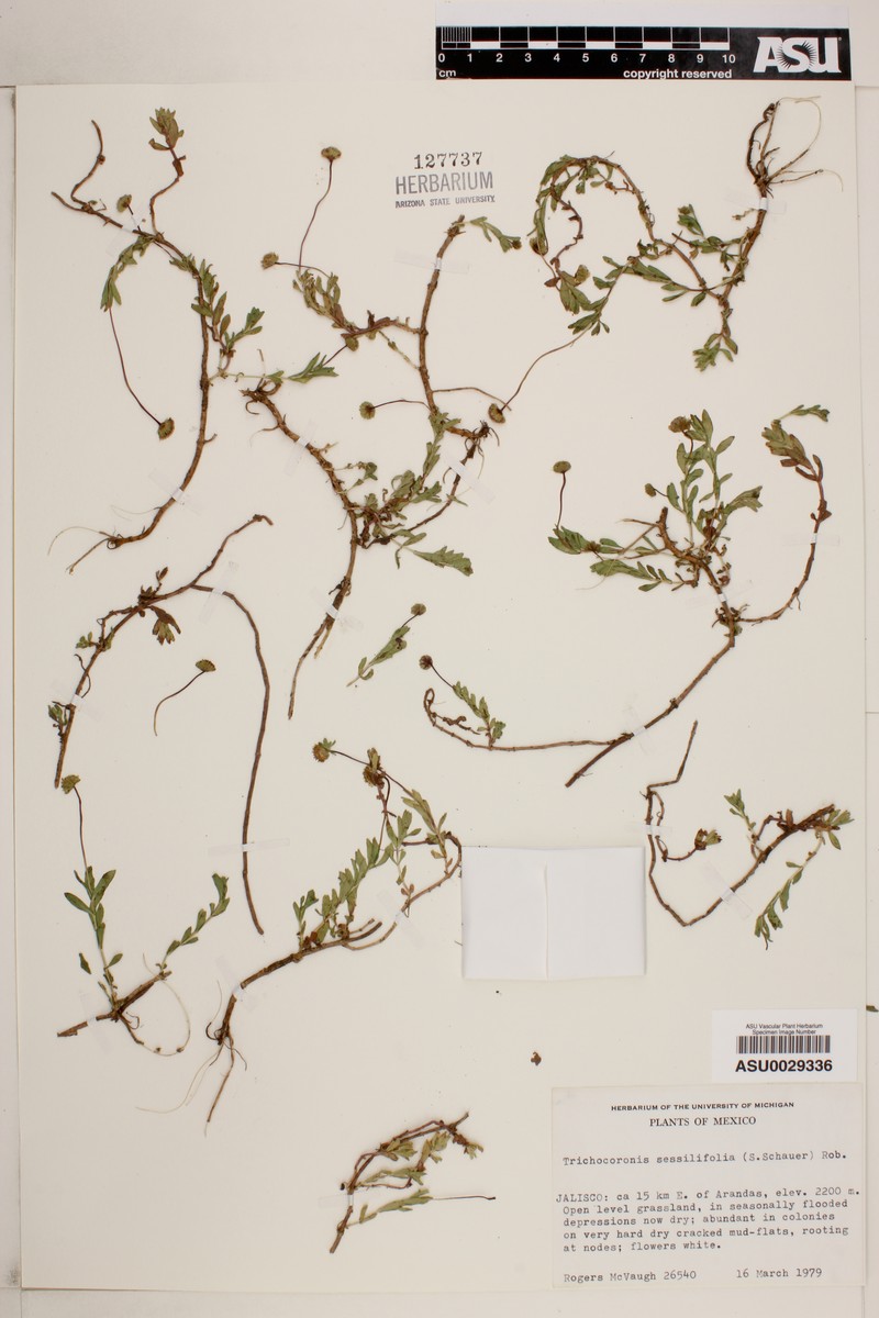 Trichocoronis sessilifolia photo 3
