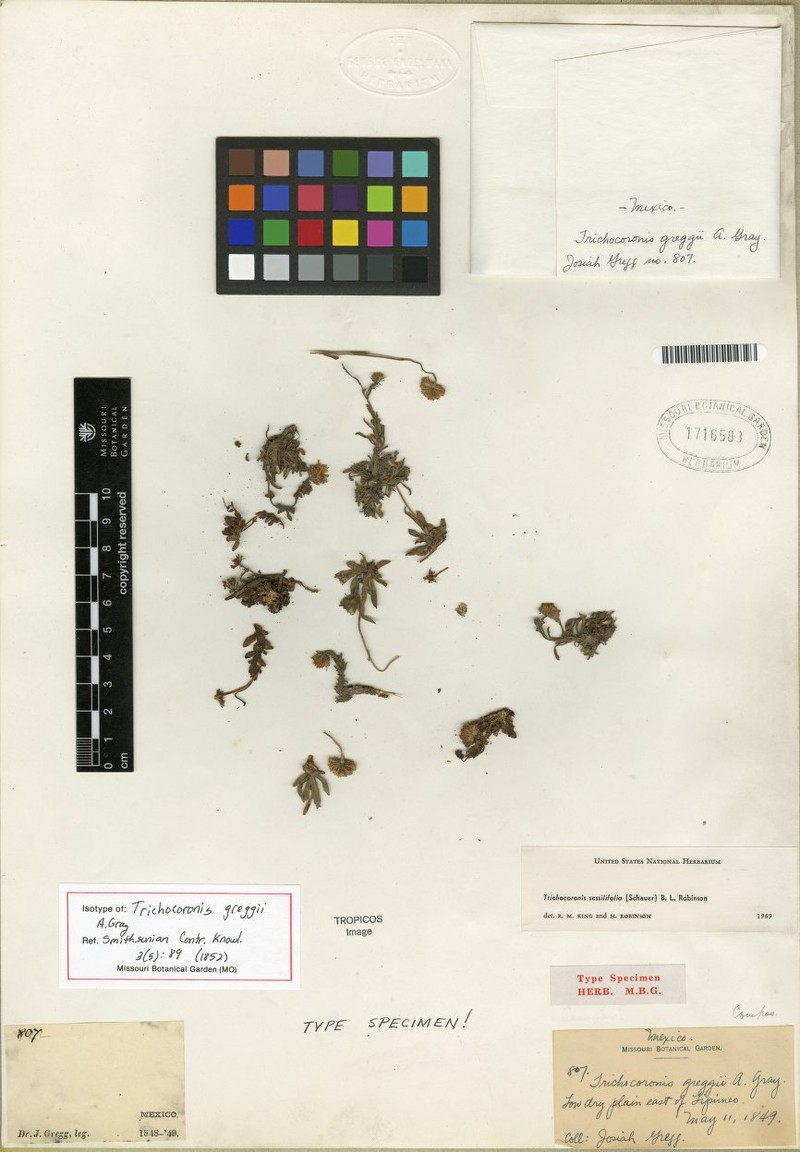 Trichocoronis sessilifolia photo 4