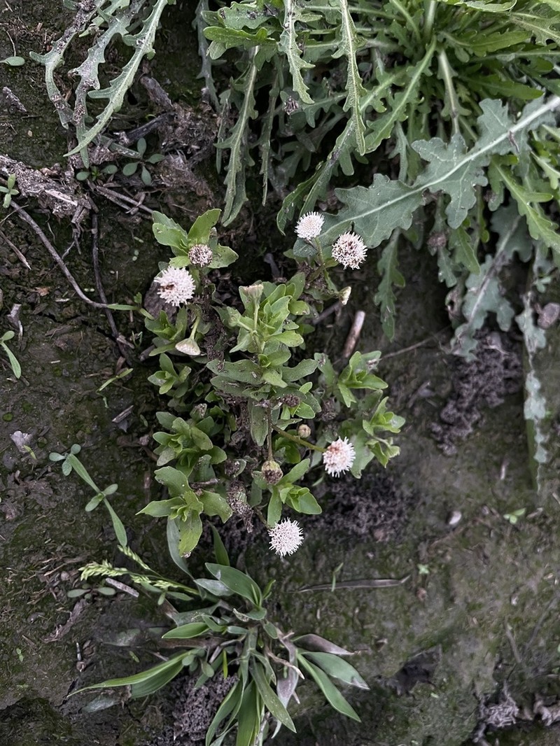 Limestone Bugheal