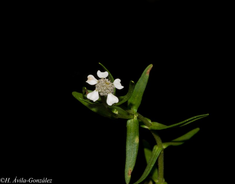 Trichocoryne connata photo 2