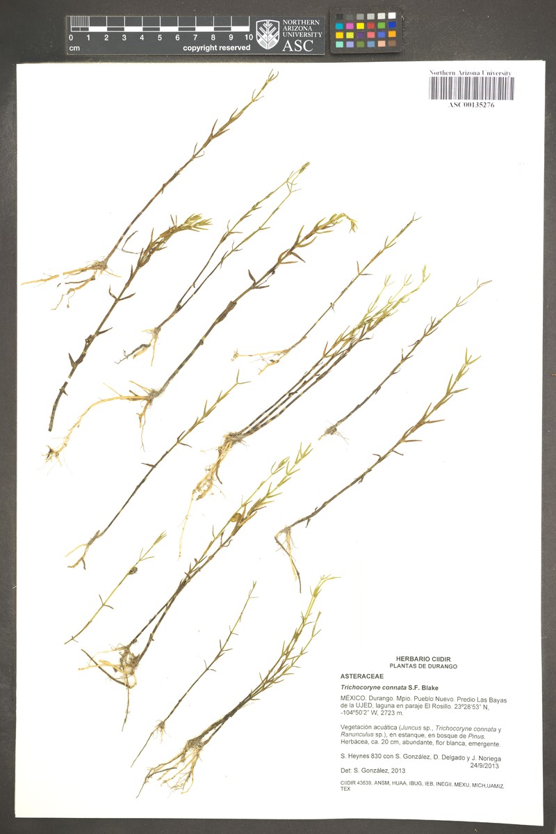 Trichocoryne connata photo 3