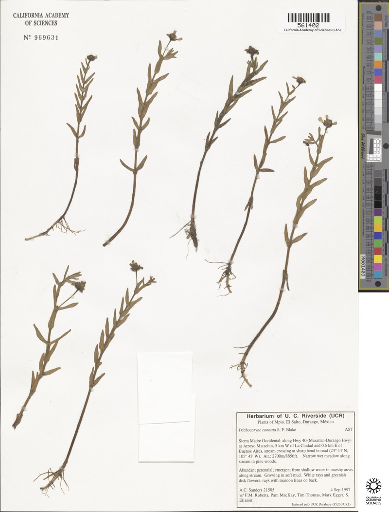 Trichocoryne connata photo 4