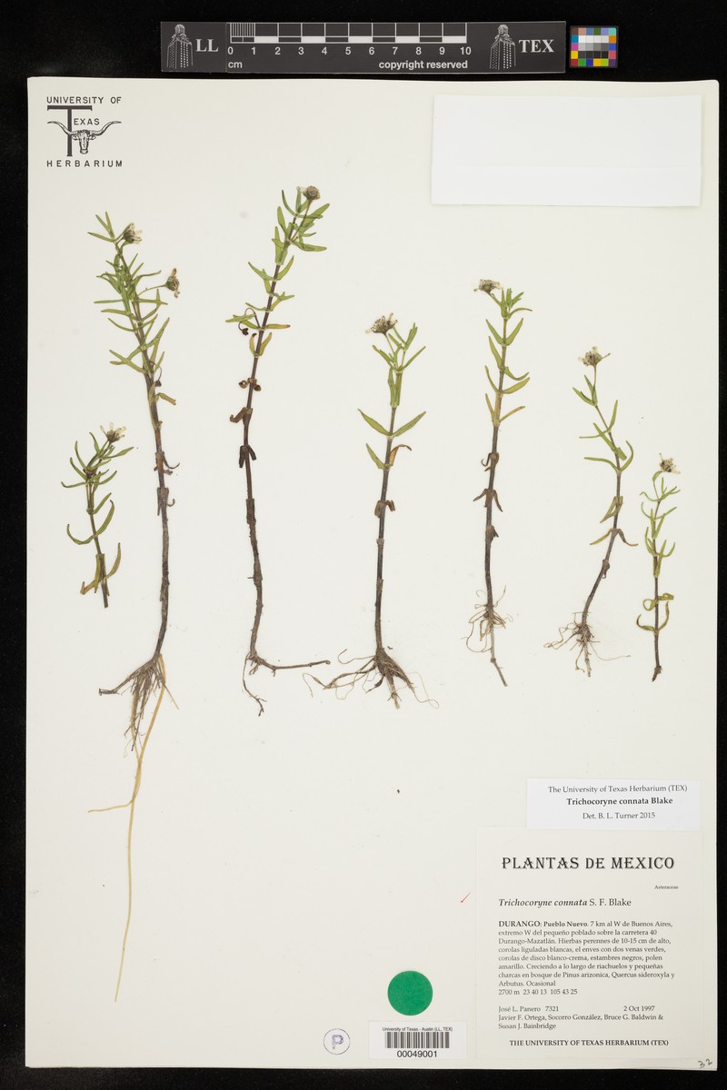 Trichocoryne connata photo 5