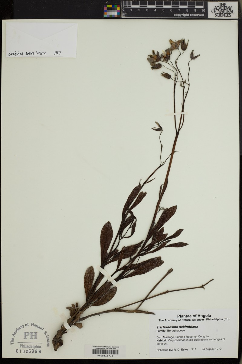 Trichodesma ambacense subsp. ambacense