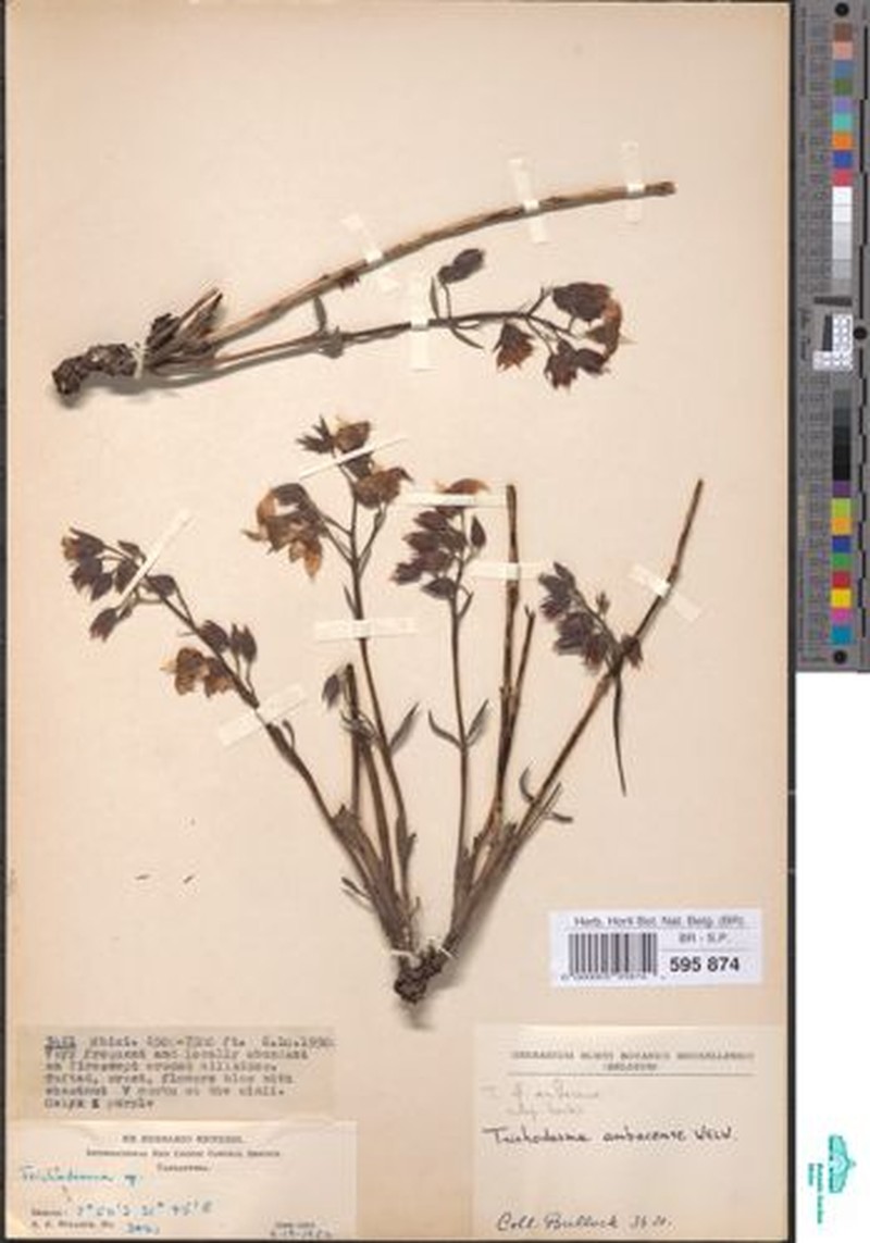 Trichodesma ambacense subsp. ambacense photo 2