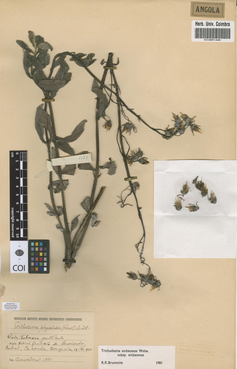 Trichodesma ambacense subsp. ambacense photo 3