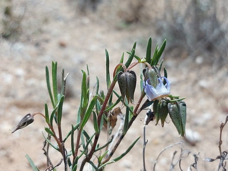 Trichodesma angustifolium subsp. angustifolium
