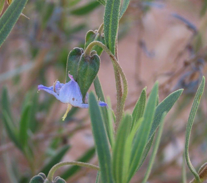 Trichodesma angustifolium subsp. angustifolium photo 2