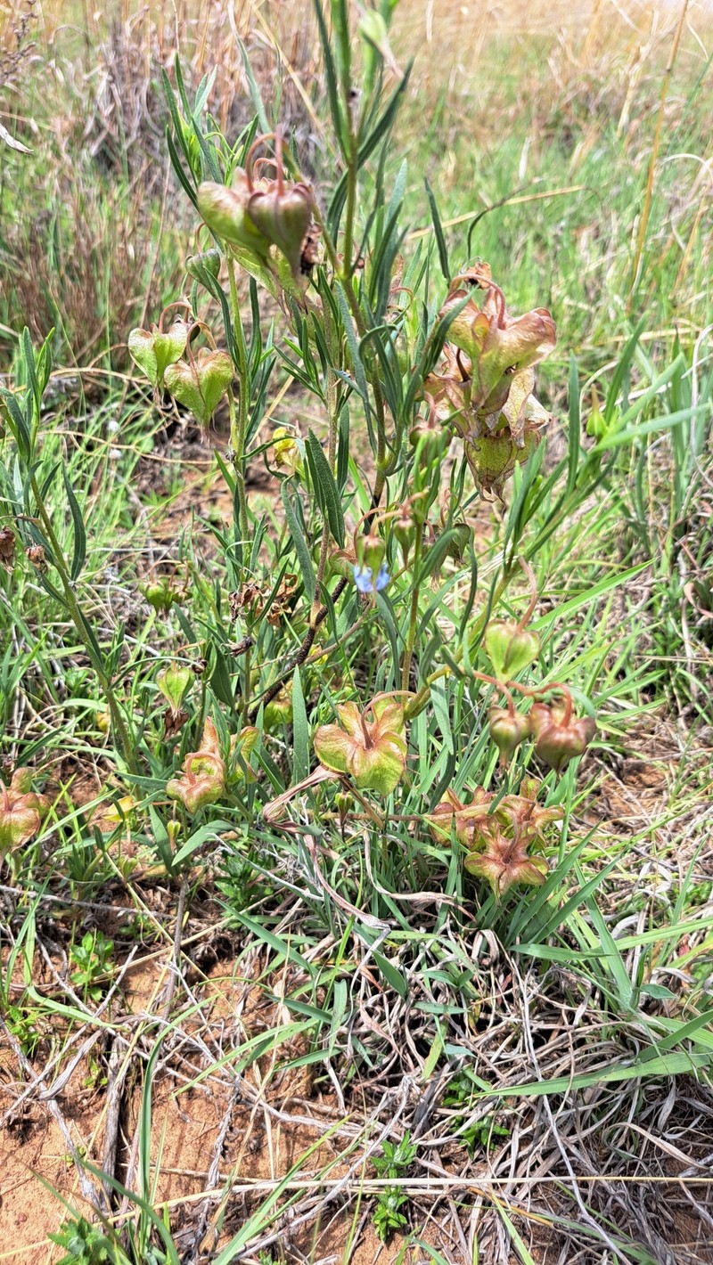 Trichodesma angustifolium subsp. angustifolium photo 3