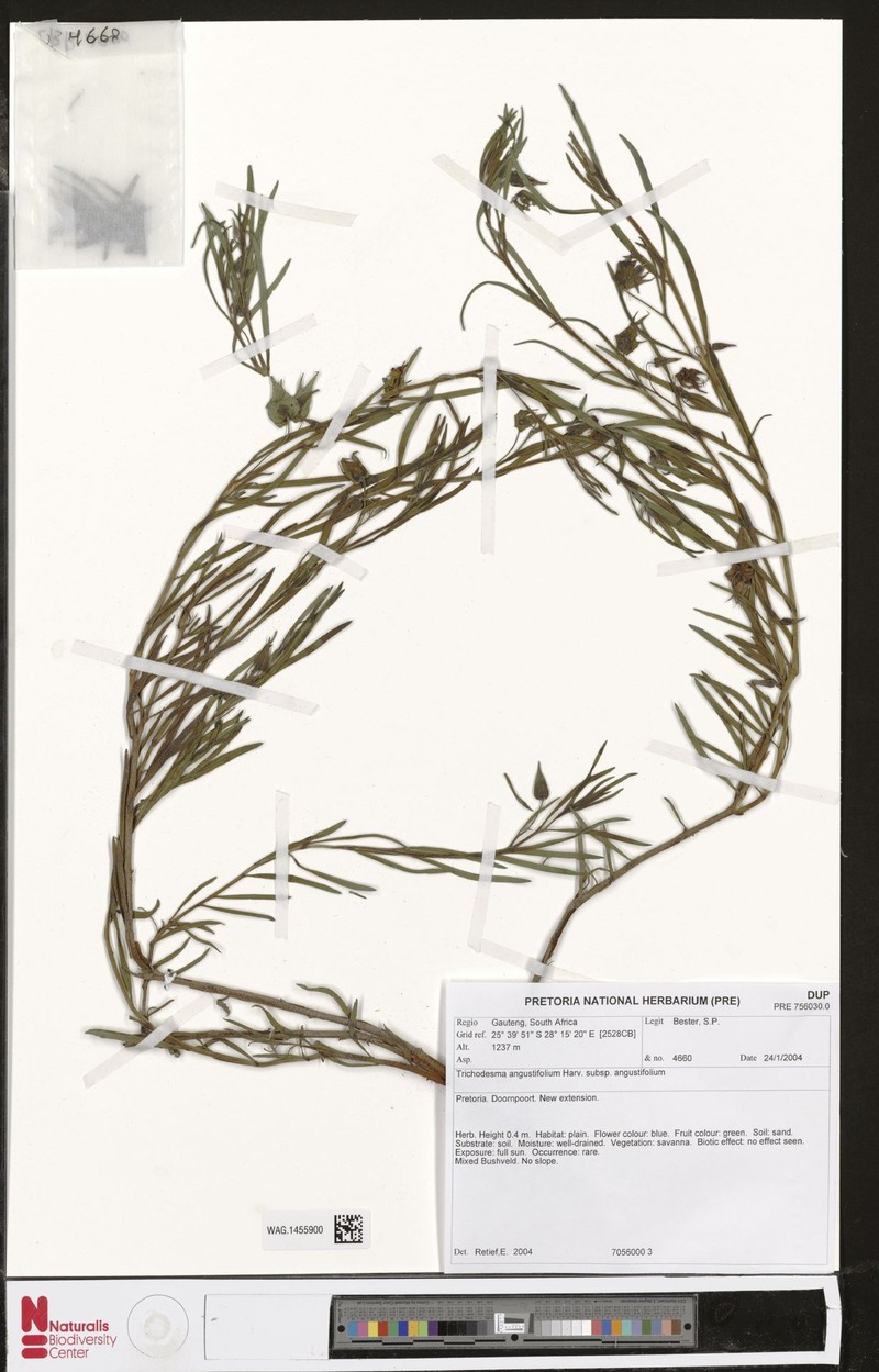 Trichodesma angustifolium subsp. angustifolium photo 4