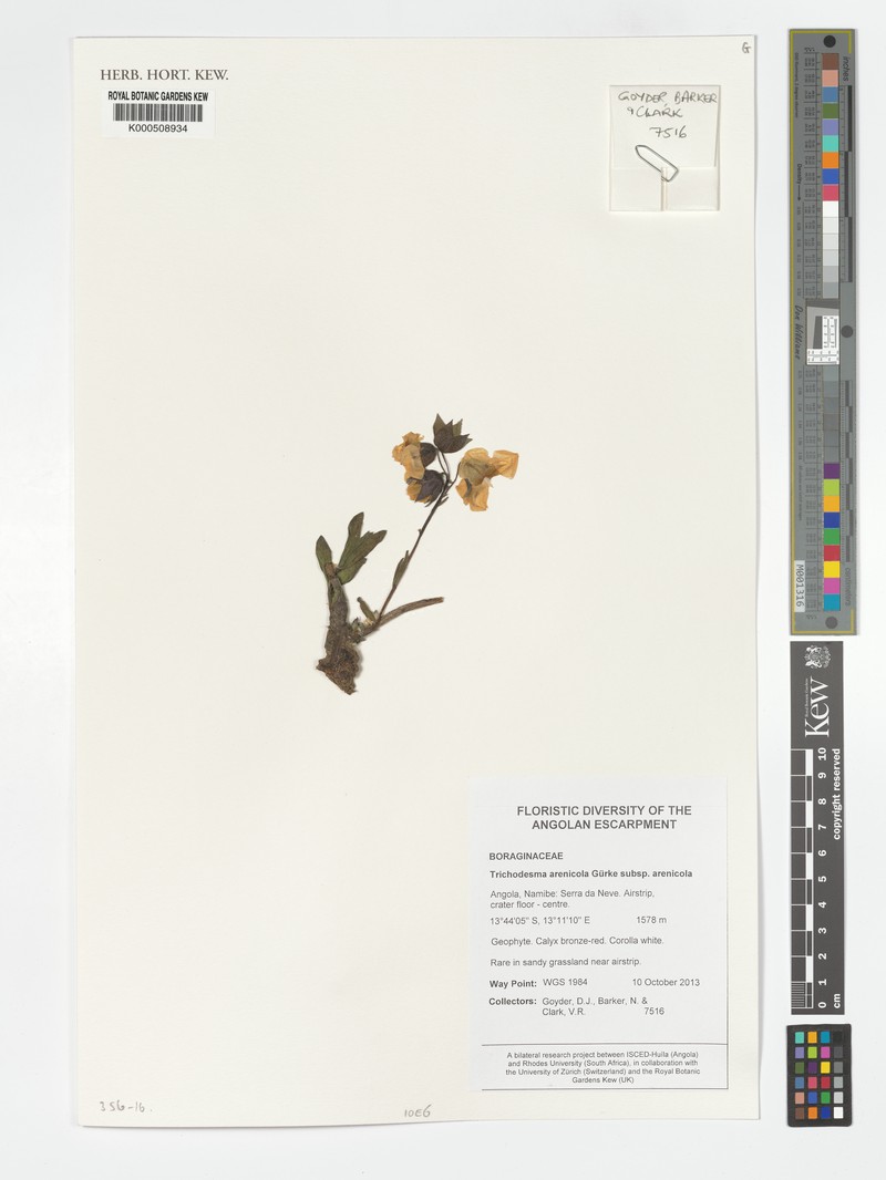 Trichodesma arenicola subsp. arenicola