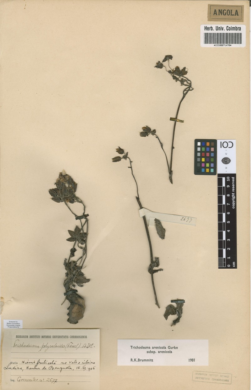 Trichodesma arenicola subsp. arenicola photo 2