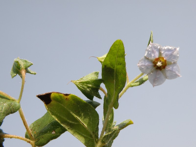 Trichodesma indicum var. indicum