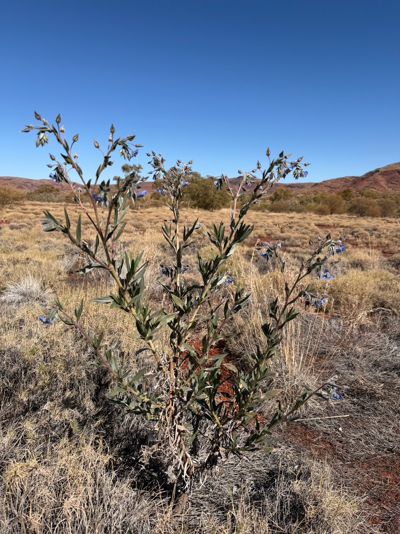 Trichodesma zeylanicum var. zeylanicum