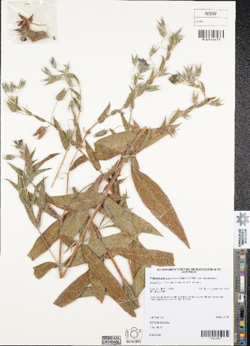Trichodesma zeylanicum var. zeylanicum photo 2
