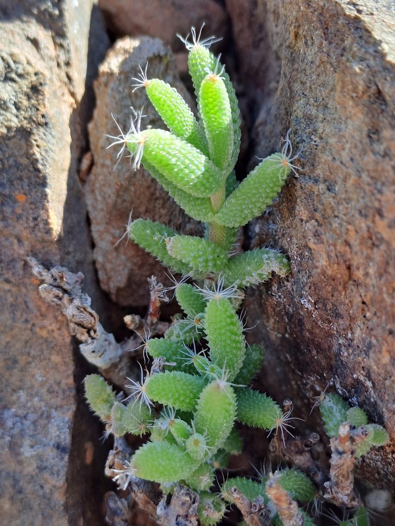 Trichodiadema decorum
