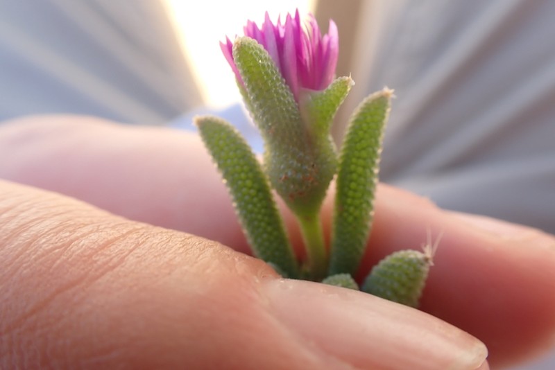 Trichodiadema decorum photo 2