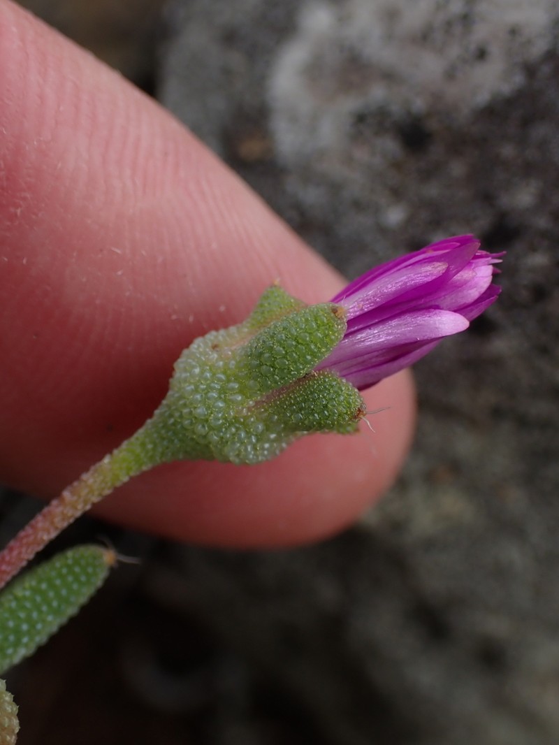 Trichodiadema decorum photo 3