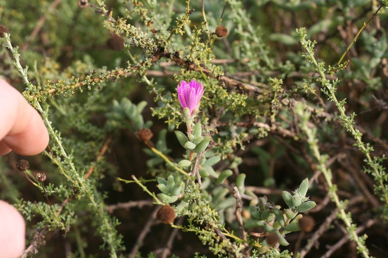 Trichodiadema decorum photo 4