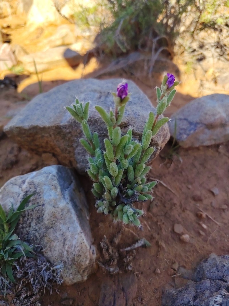 Trichodiadema decorum photo 5
