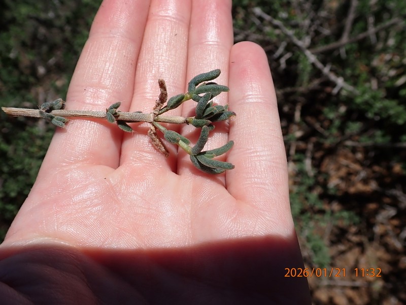 Trichodiadema decorum photo 6