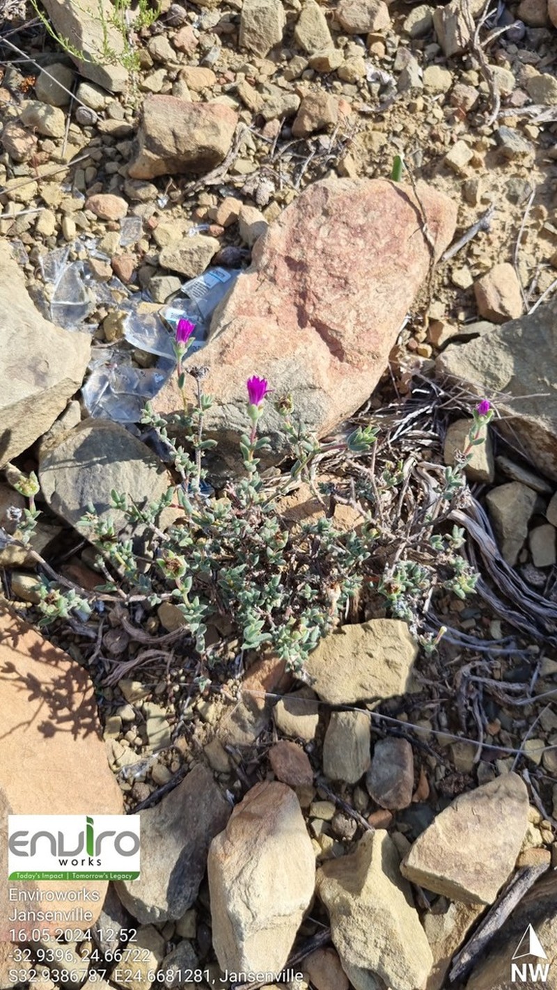 Trichodiadema decorum photo 7