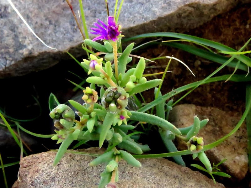 Trichodiadema decorum photo 8