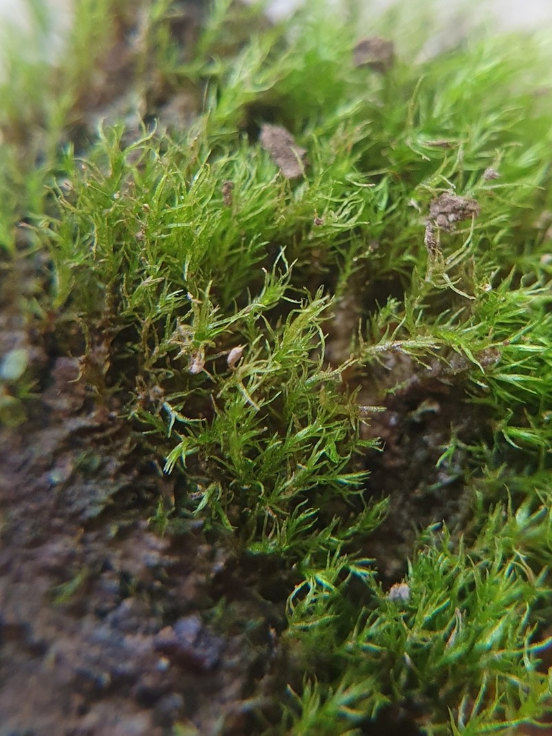 Trichodon Moss