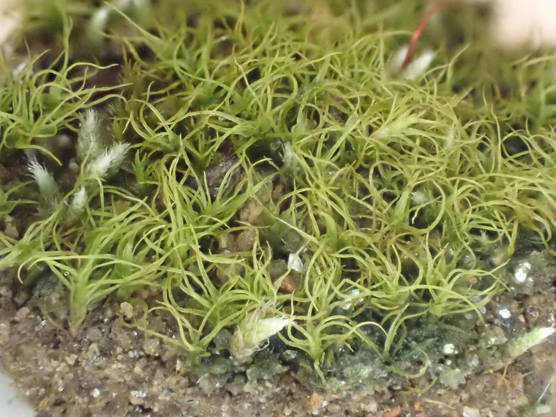 Trichodon Moss photo 2