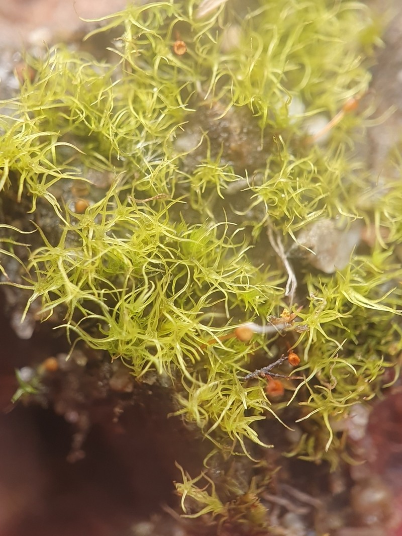Trichodon Moss photo 3