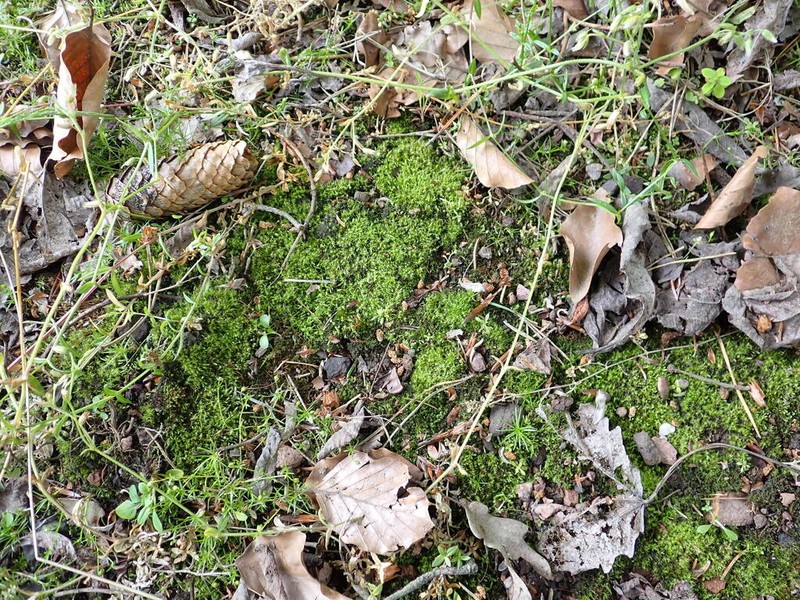 Trichodon Moss photo 4