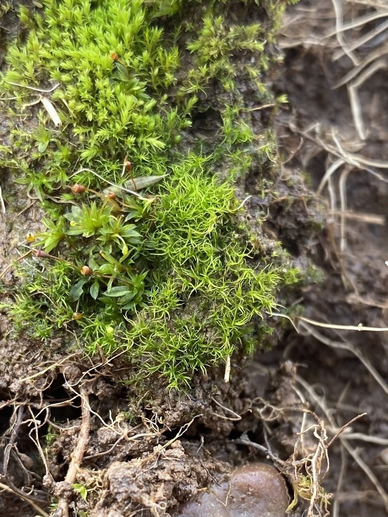 Trichodon Moss photo 5