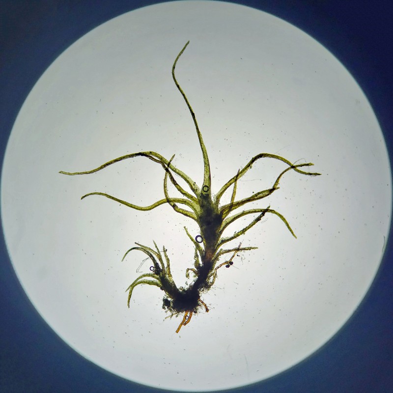 Trichodon Moss photo 6