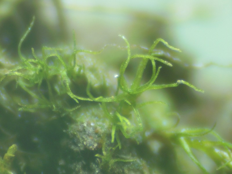 Trichodon Moss photo 7