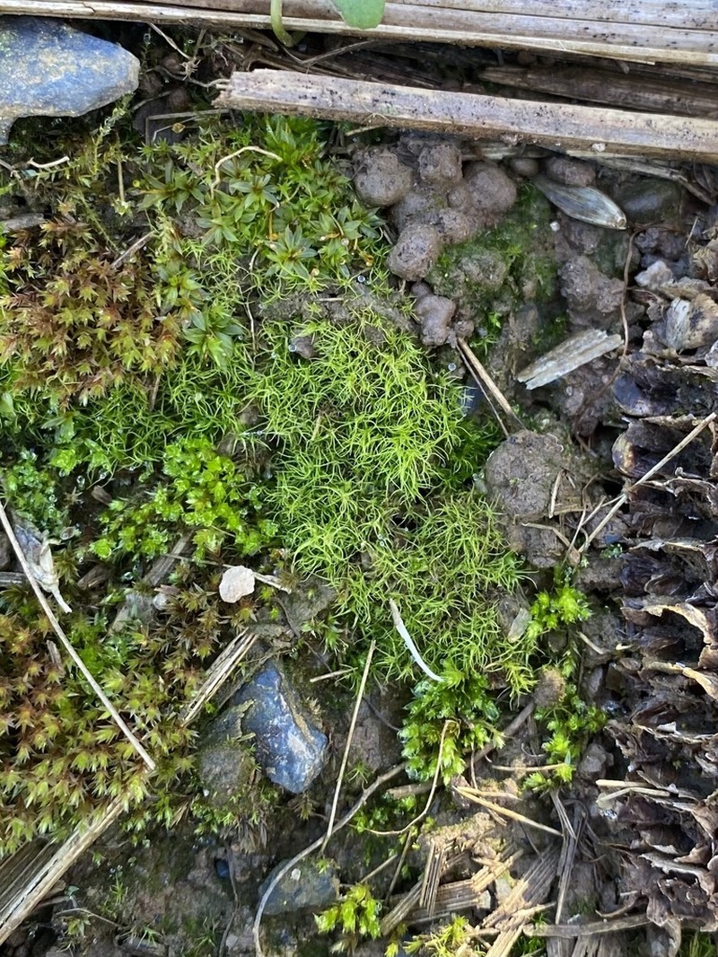 Trichodon Moss photo 8