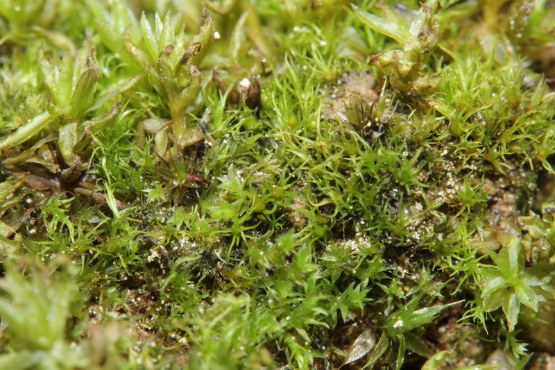 Trichodon Moss
