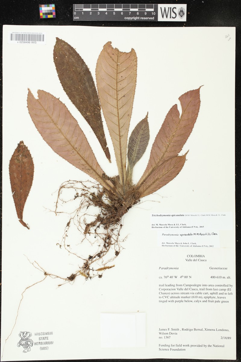 Trichodrymonia apicaudata photo 3