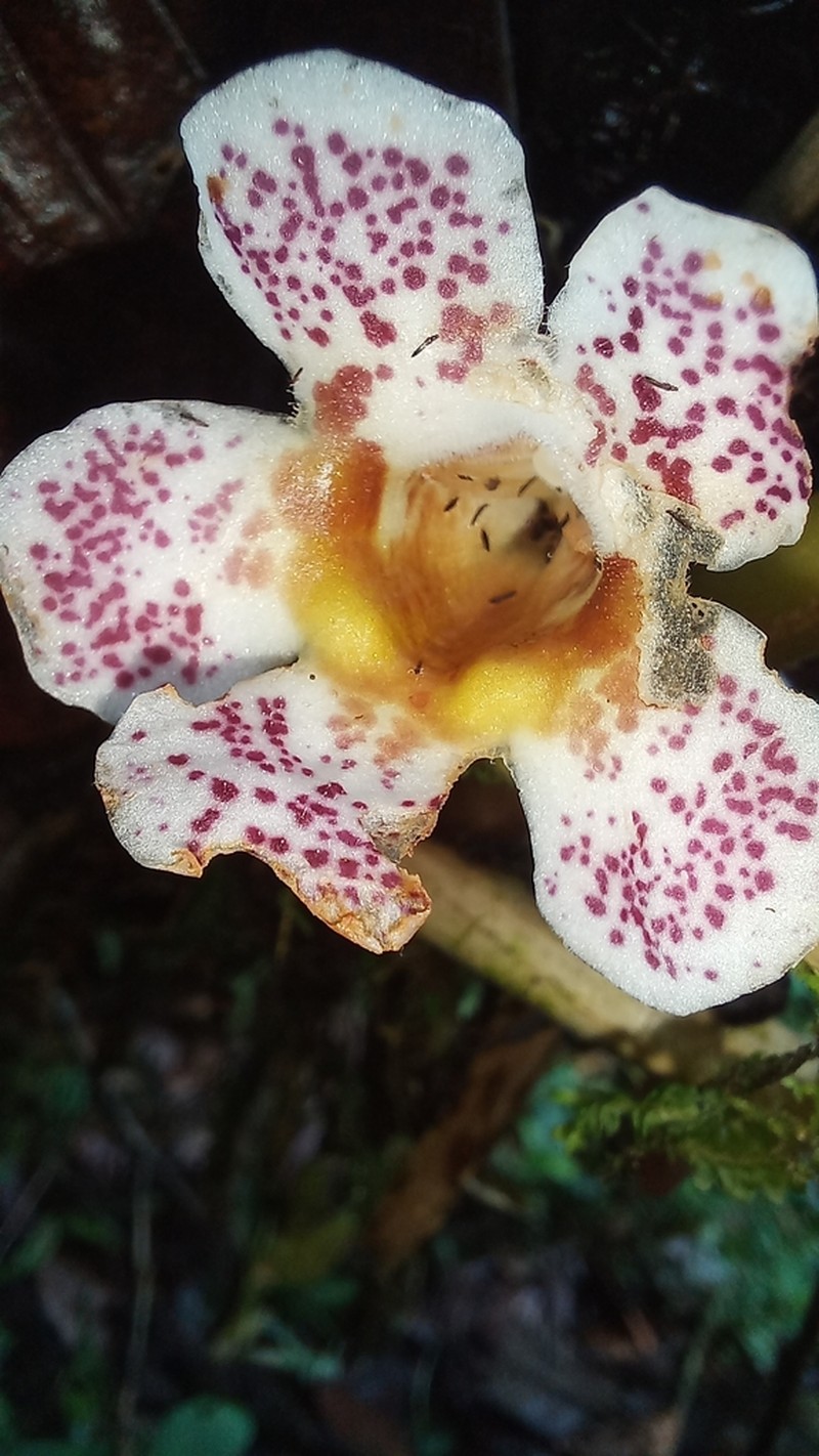 Trichodrymonia aurea