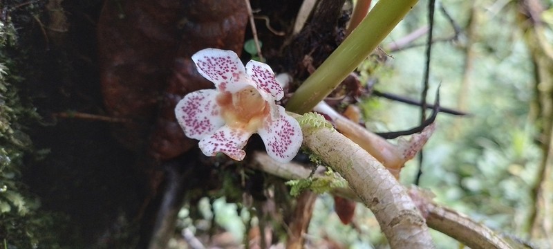 Trichodrymonia aurea photo 2