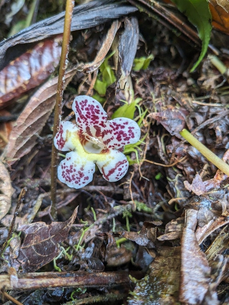 Trichodrymonia aurea photo 3