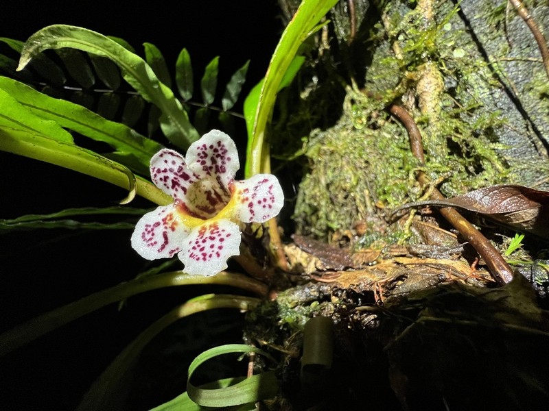 Trichodrymonia aurea photo 4