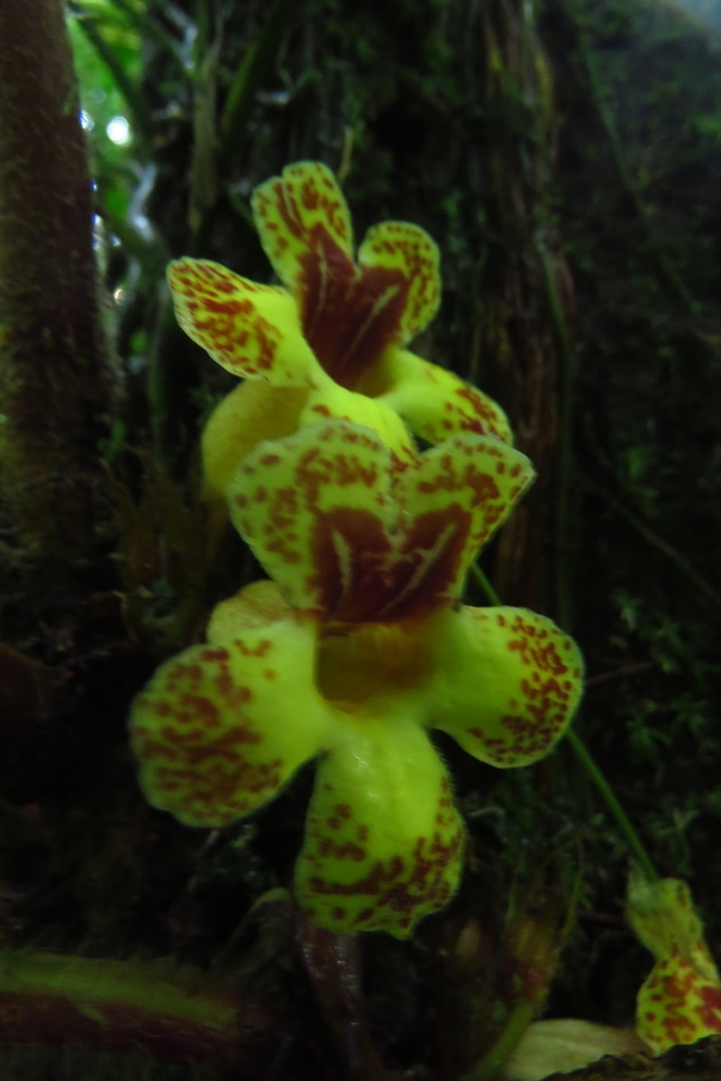 Trichodrymonia aurea photo 5