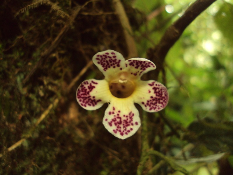 Trichodrymonia aurea photo 6