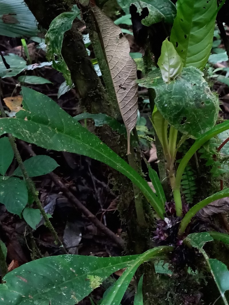 Trichodrymonia aurea photo 7
