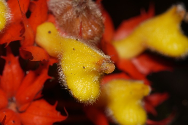 Trichodrymonia binata