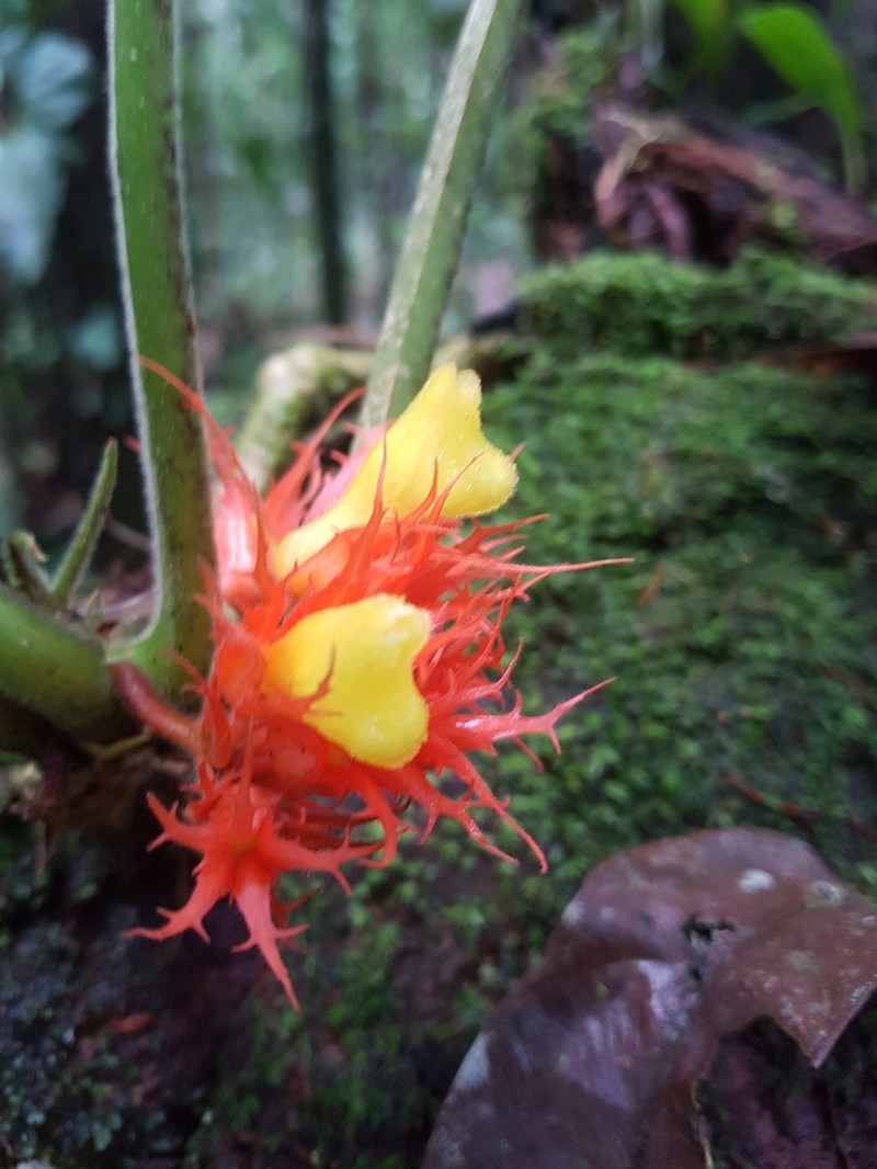 Trichodrymonia binata photo 2