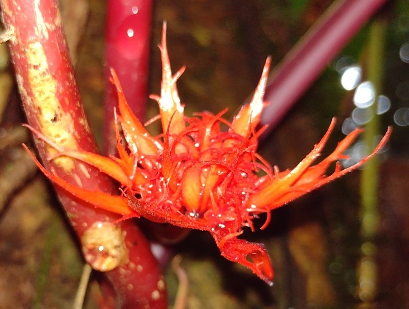 Trichodrymonia binata photo 6